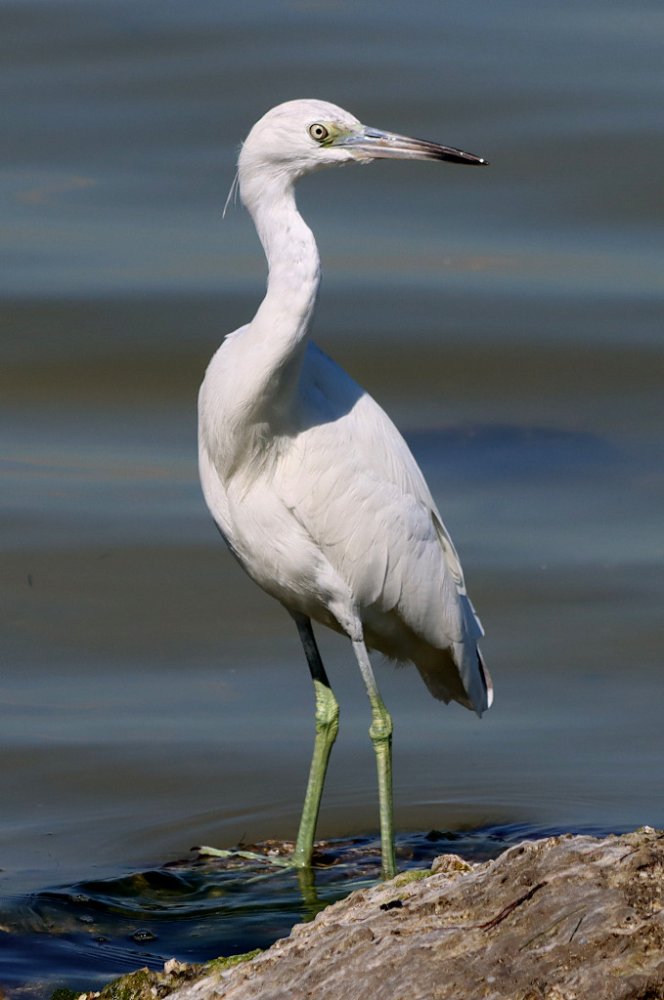 little blue heron white 2025-02-26-01.jpg