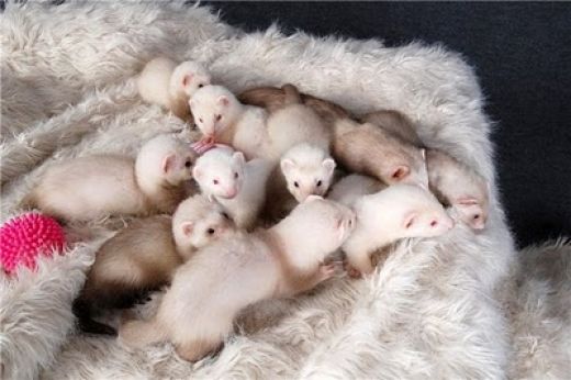 Lots of ferrets 2.jpg