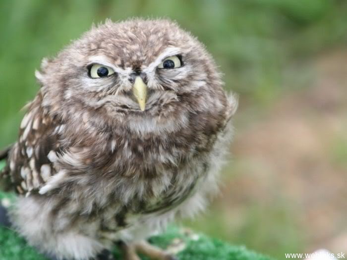 mad owl.jpg
