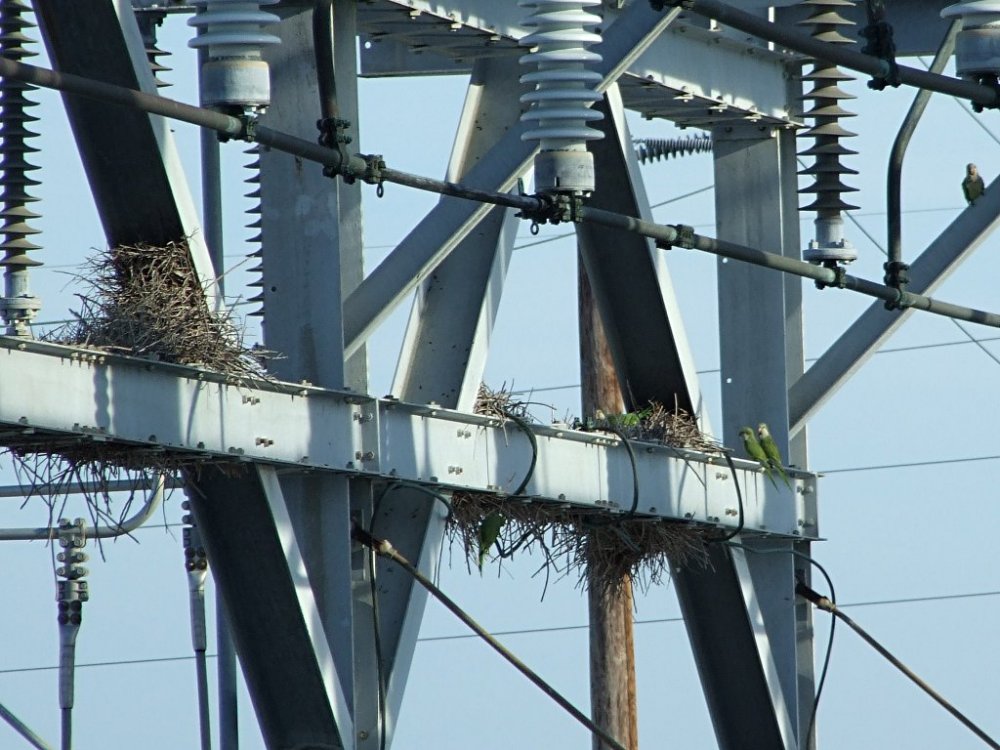 monk parakeets at substation.jpg