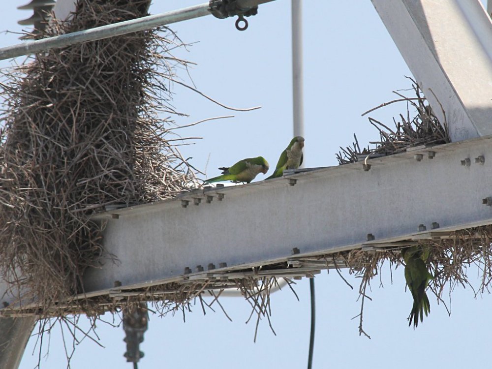 Monk Parakeets1 2013-06-16.jpg