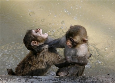 monkey fight.jpg