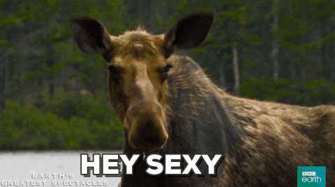 moose flirt.gif