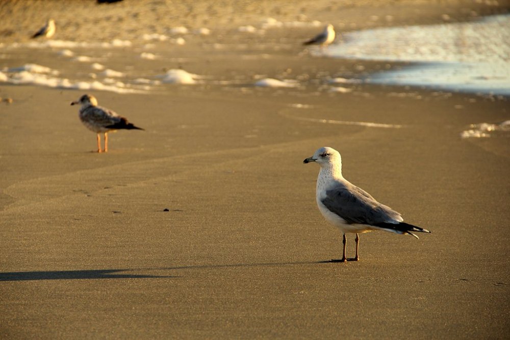 myrtle beach gull2 2015-11-27.jpg