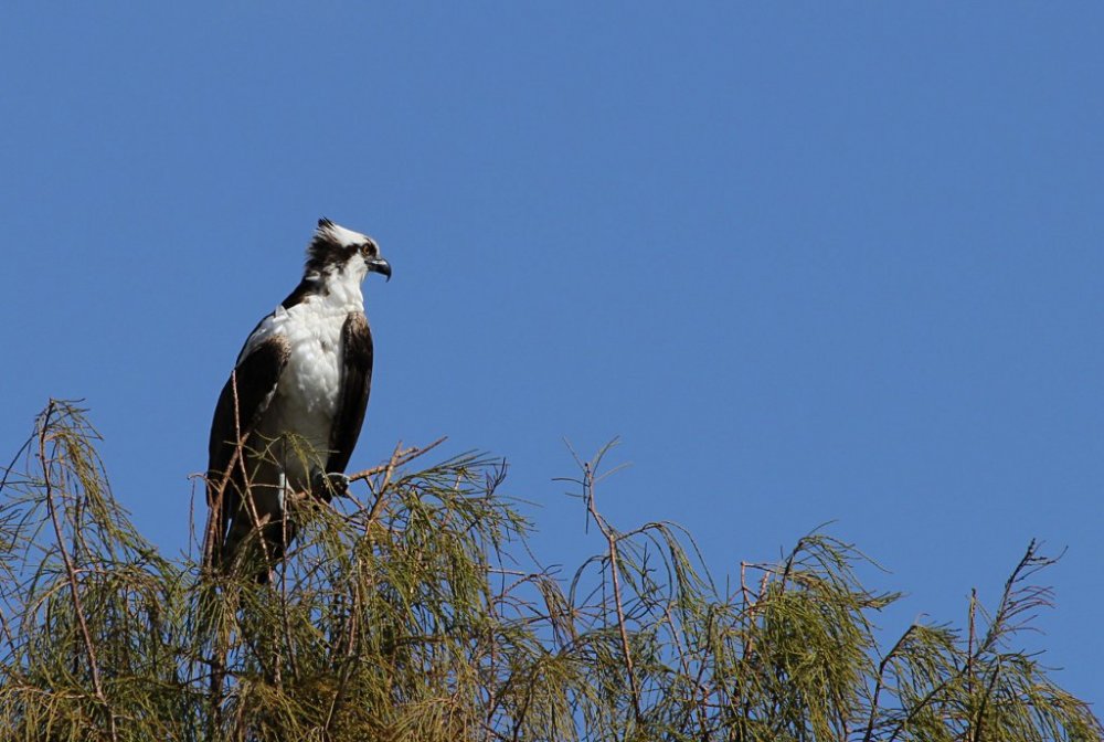 osprey in tree.jpg