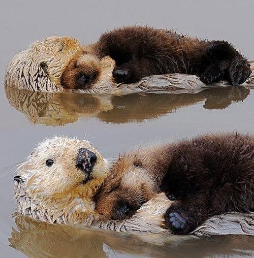 Otters.jpg