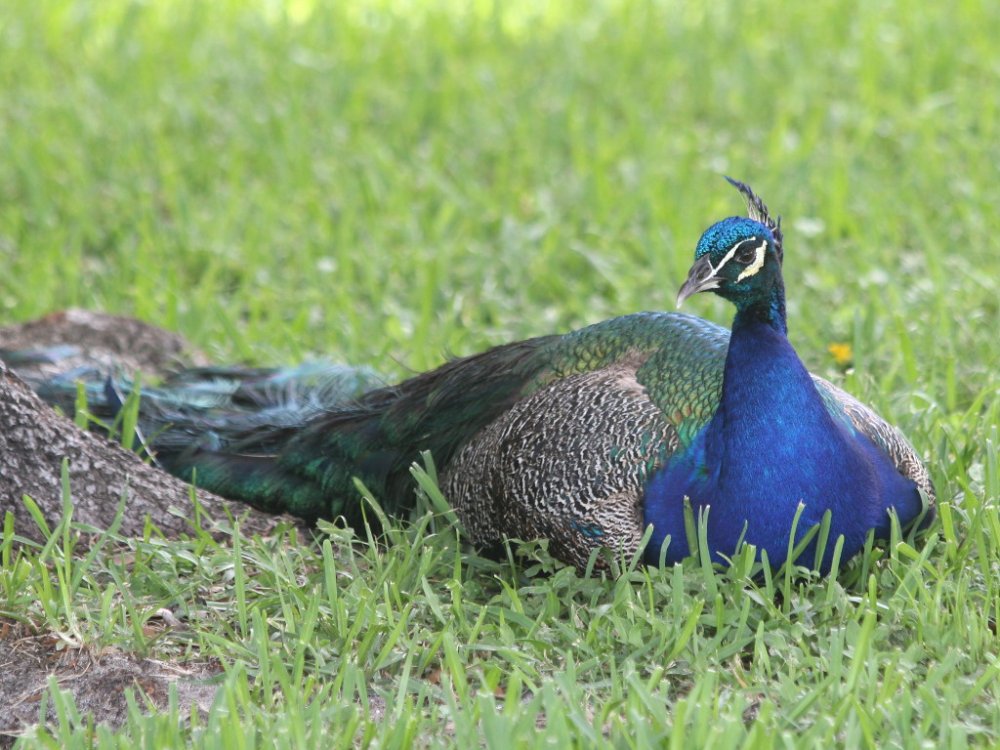 peacock near the beack 2021-06-29-01.jpg