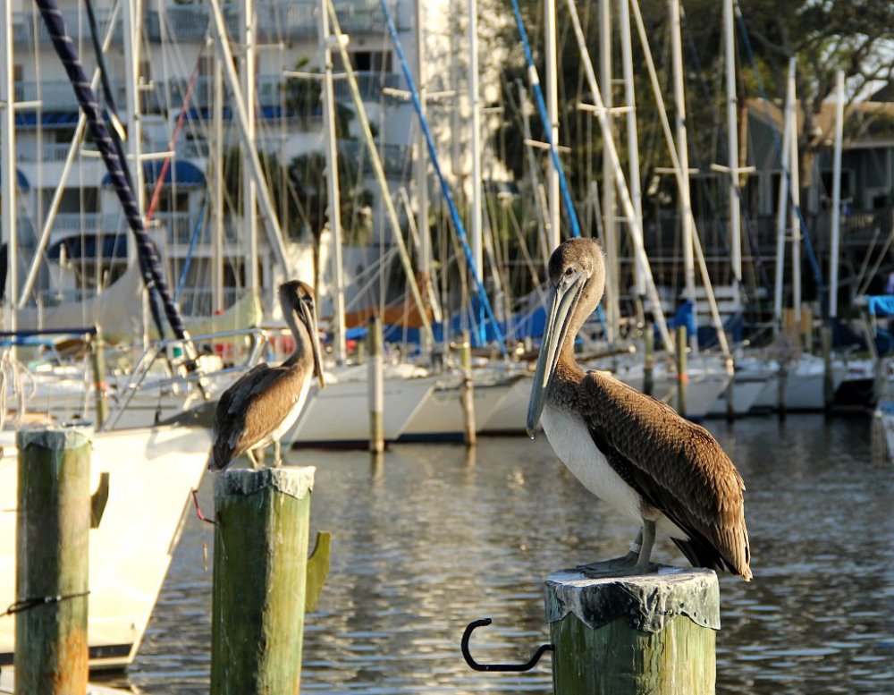 pelican 2016-02-02-02.jpg