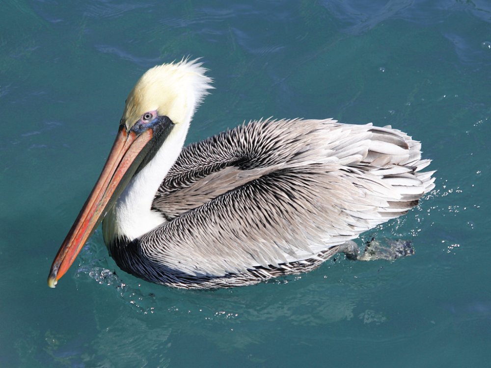 pelican 2023-02-20-01.jpg