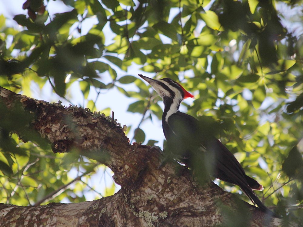 pileated woodpecker 2021-09-28.jpg