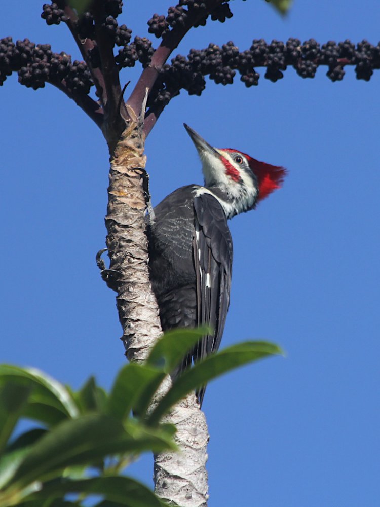 pileated woodpecker 2022-10-02-01.jpg