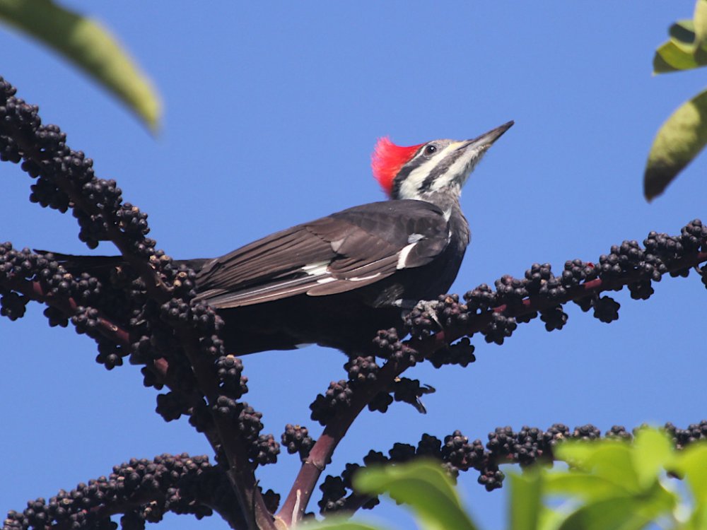 pileated woodpecker 2022-10-02-02.jpg