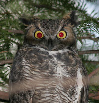 really angry owl.jpg