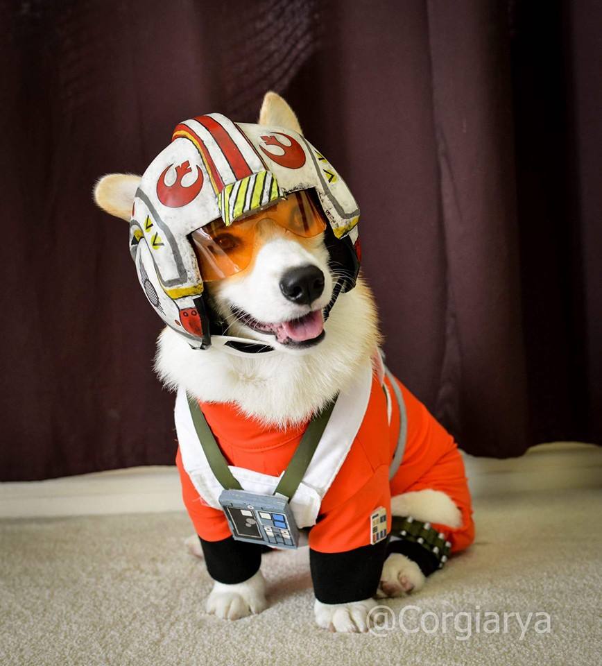 rebel corgi.jpg