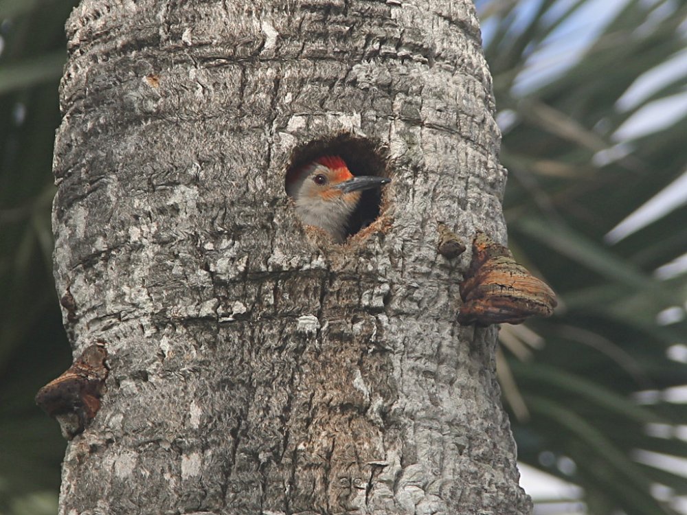 red bellied woodpecker 2021-04-23-02.jpg