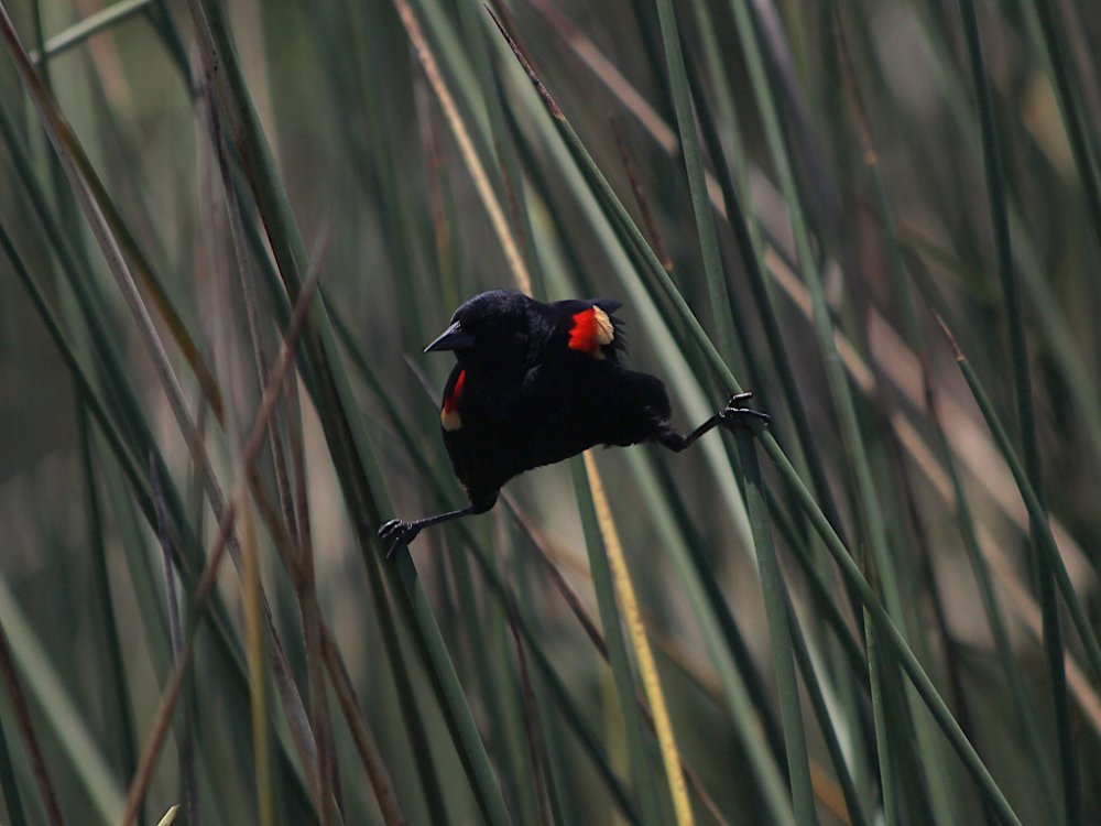 red wing blackbird balancing.jpg