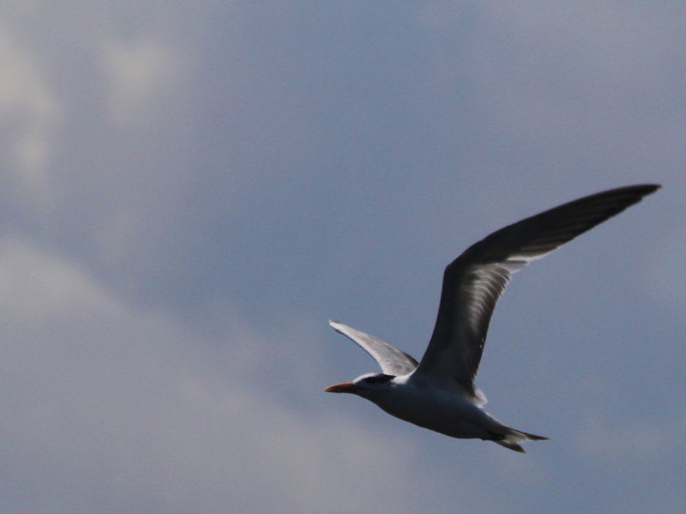 royal tern in flight 2023-04-16-01.jpg