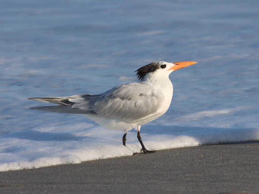 royal tern in the surf 2025-01-05-01.jpg