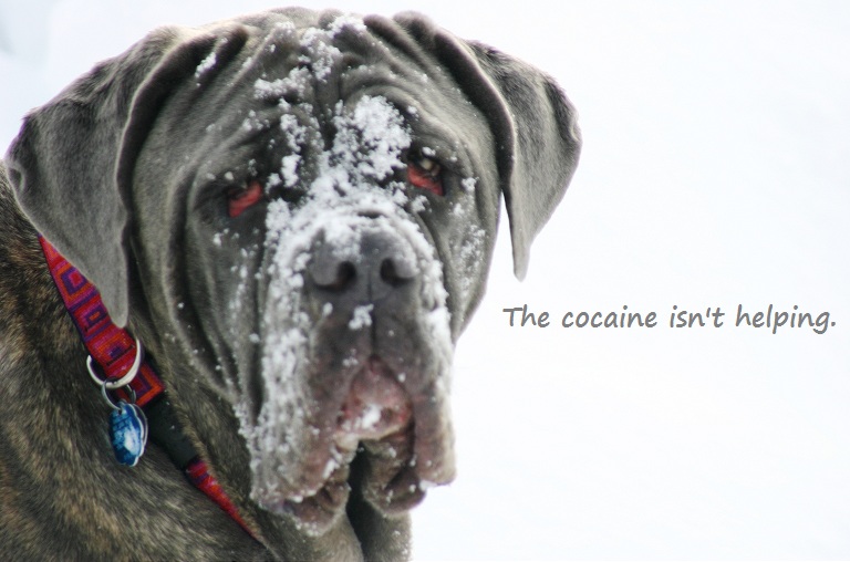 Sad Cocaine Dog.jpg