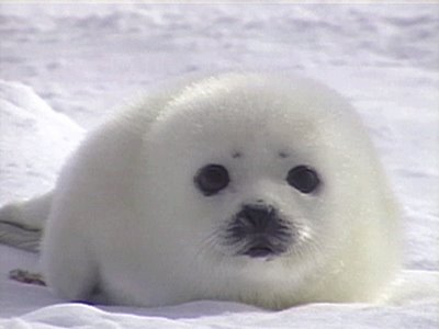 seal fur.jpg