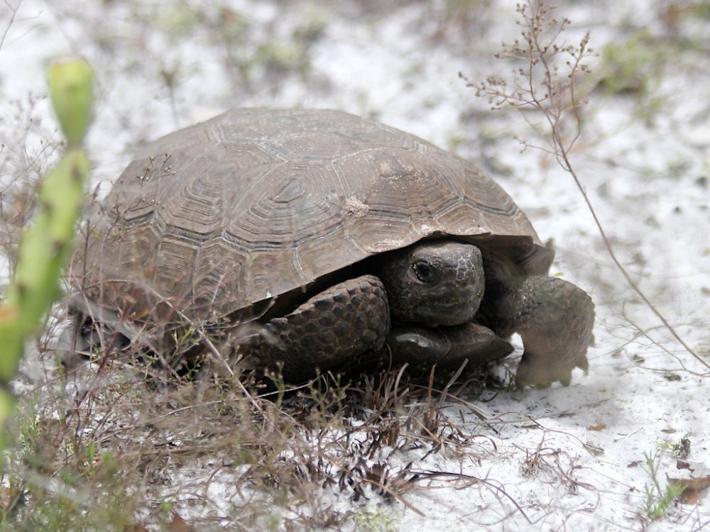 small tortoise 2024-08-11.jpg