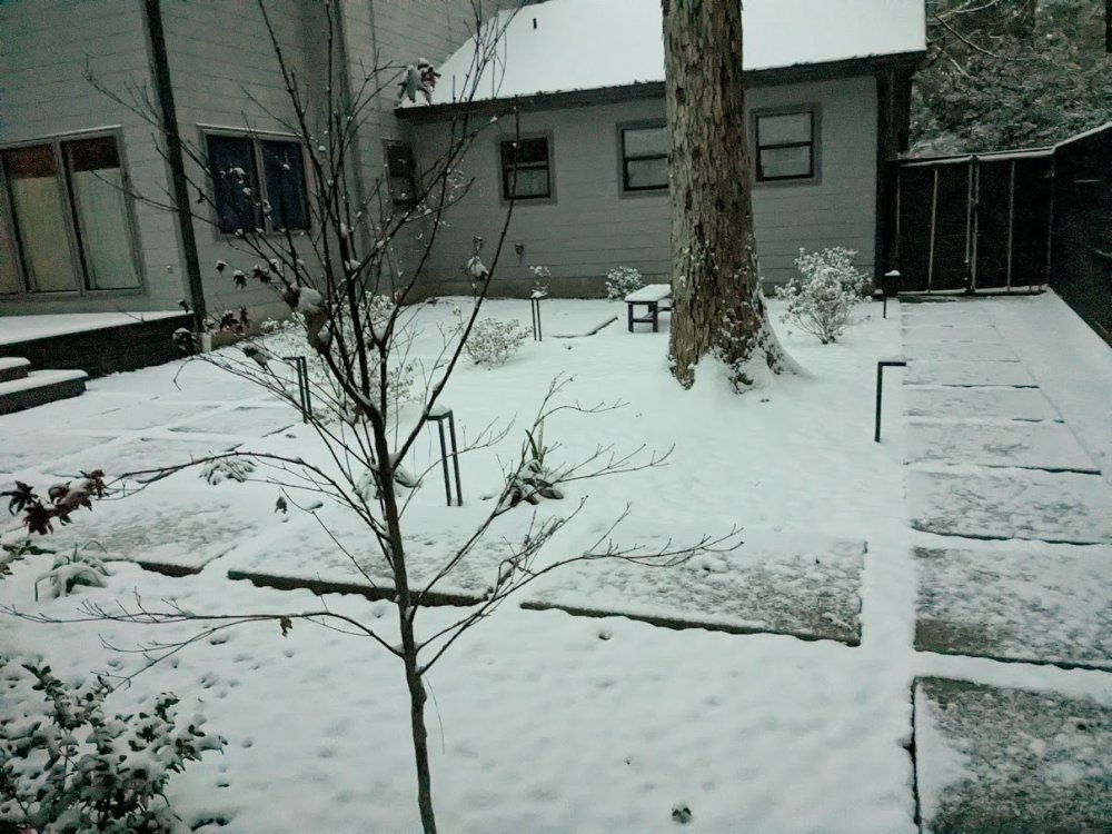 Snow covered backyard out the door of the B Side 2025-01-21.jpg