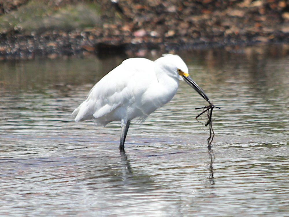 snowy egret with nest material.jpg