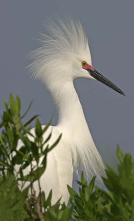 snowy-egret_3.jpg