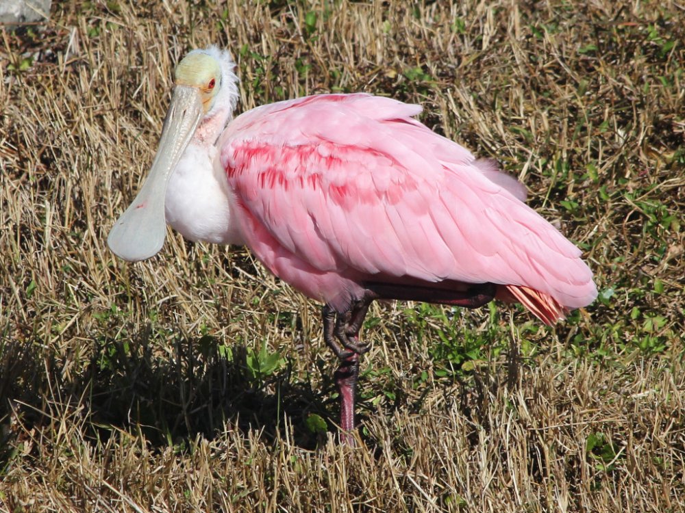 spoonbill 2024-12-08-01.jpg