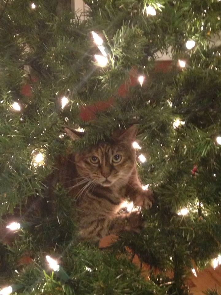 strider in the tree.jpg