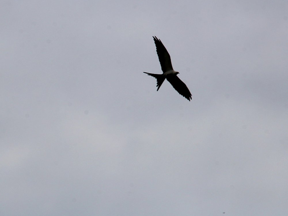 swallow tail kite 2021-06-19-01.jpg