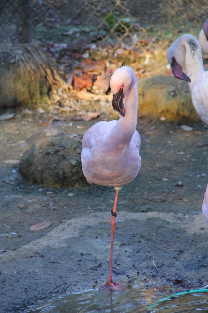 sylvan flamingo 2017-11-24-01.jpg