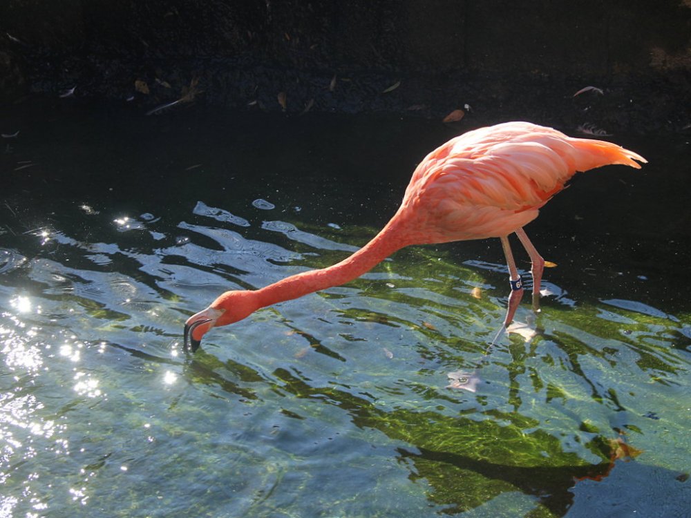 sylvan flamingo 2017-11-24-02.jpg