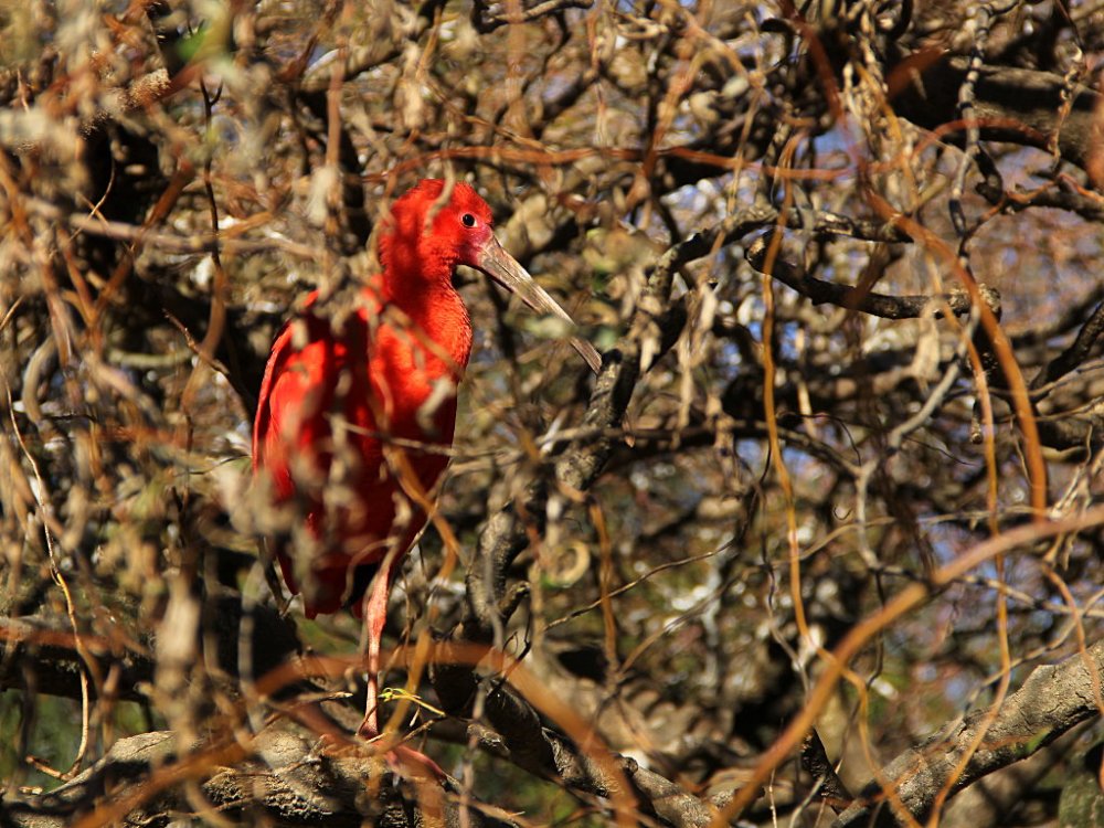sylvan scarlet ibis 2017-11-24-01.jpg