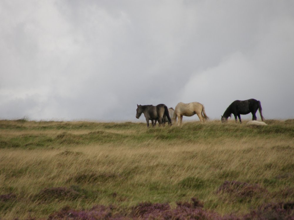 Welsh Ponies.JPG
