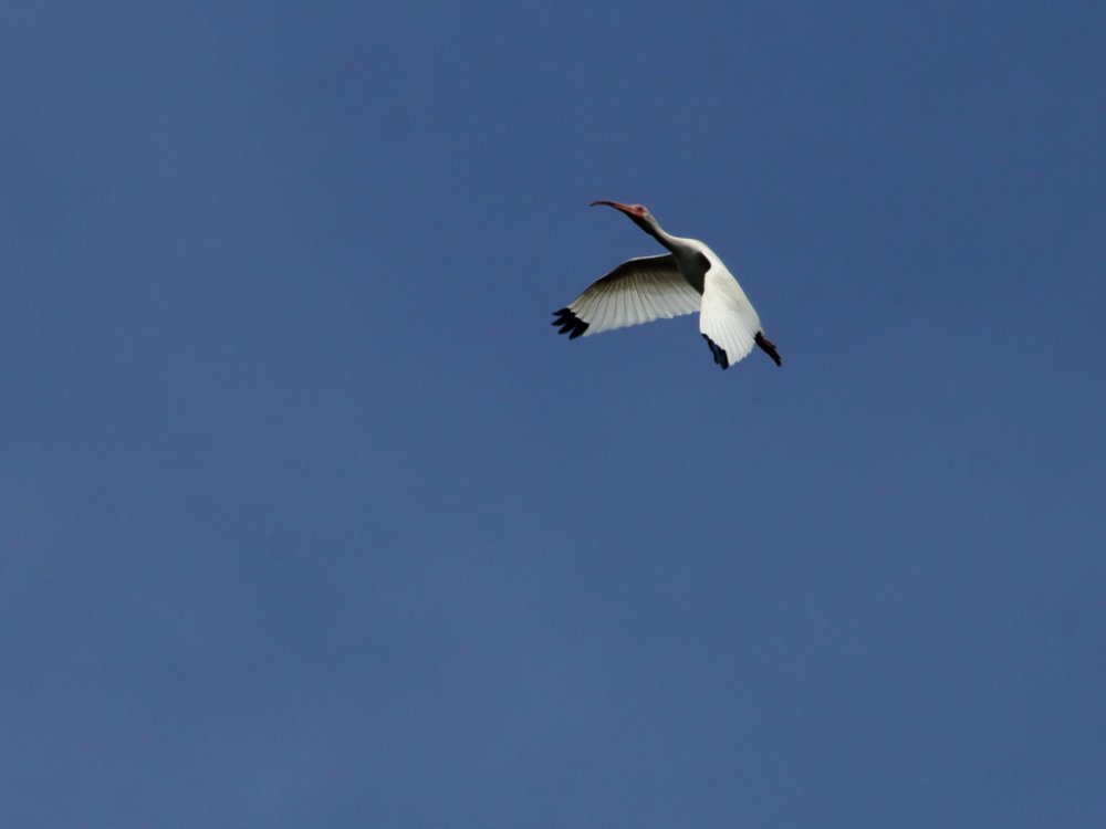 white ibis flyover 2021-05-16.jpg