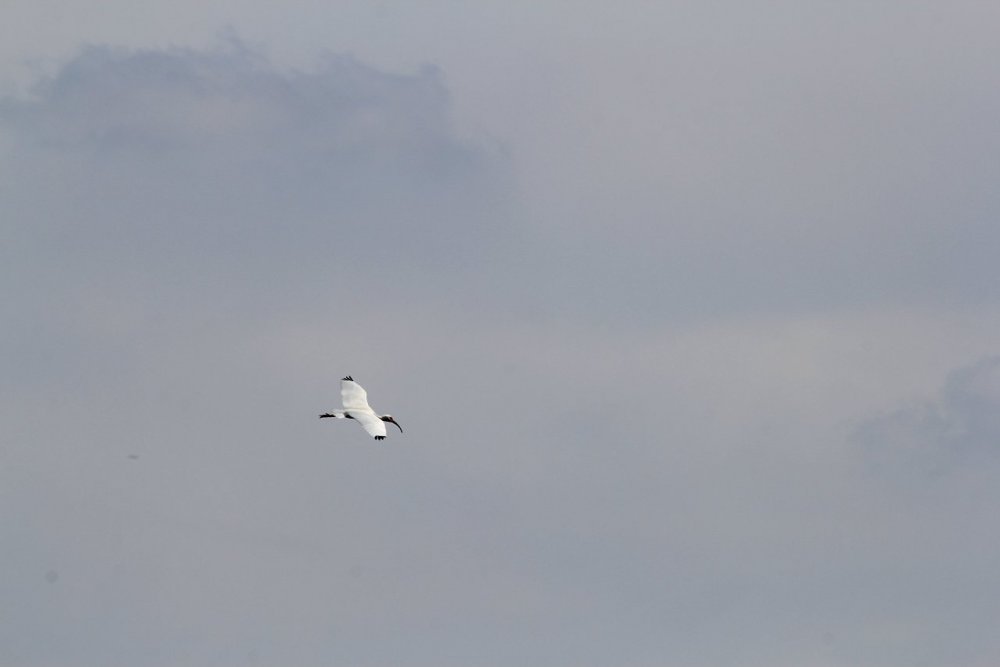 white ibis in flight.jpg