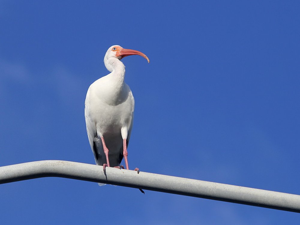 white ibis on lamp 2020-10-18-01.jpg