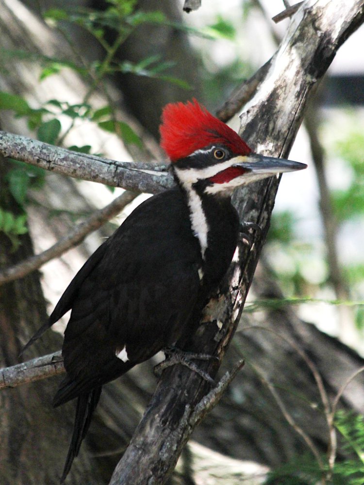 woodpecker in backyard 01.jpg