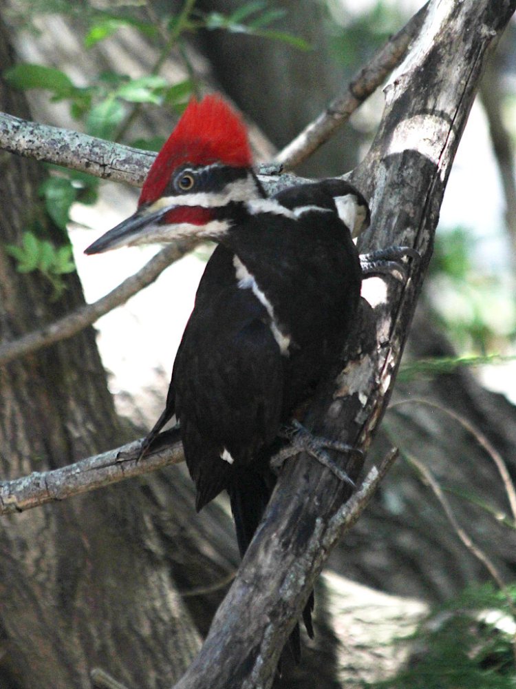 woodpecker in backyard 02.jpg