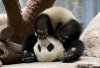 Cute-Panda-Bears-animals-34916404-550-369.jpg