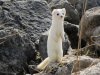 ml_nature_long_tailed_weasel_bryant_olsen_web_2.jpg