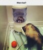 funny-ferret-feeder-dispenser-empty.jpg