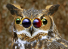 bugowl.png