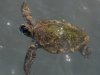 sea turtle 2023-02-20-01.jpg